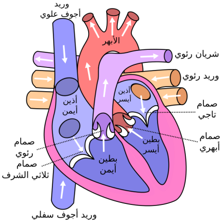 650px-Diagram_of_the_human_heart_(cropped)-ar.svg